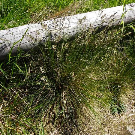 Festuca aquisgranensis \ Galmei-Schaf-Schwingel, Aachener Galmei-Schwingel / Calaminarian Fescue, D Warburg 31.5.2014