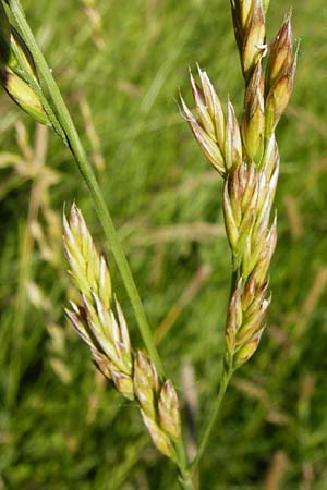 Festuca arundinacea \ Rohr-Schwingel / Tall Fescue, D Groß-Gerau 6.6.2014