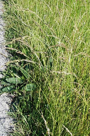 Festuca arundinacea \ Rohr-Schwingel / Tall Fescue, D Groß-Gerau 6.6.2014