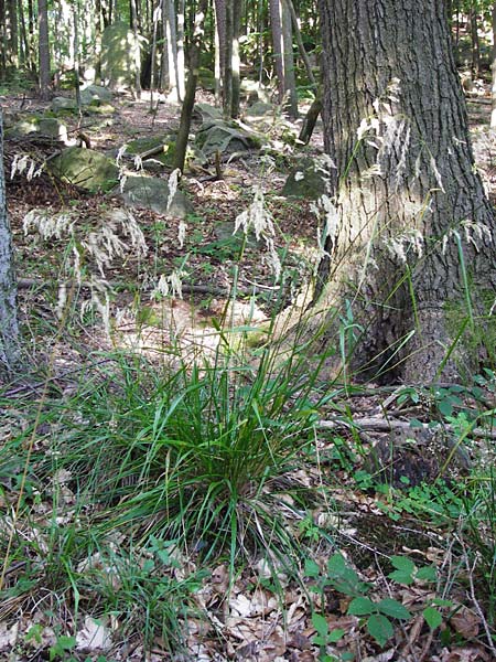 Festuca altissima \ Wald-Schwingel / Wood Fescue, D Odenwald, Fischbachtal-Steinau 25.6.2014