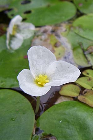 Hydrocharis morsus-ranae \ Froschbiss / Frogbit, D Dettenheim-Russheim 25.8.2008