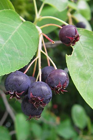Amelanchier lamarckii \ Kupfer-Felsenbirne / Allegheny Service Berry, D Weinheim an der Bergstraße 8.6.2009
