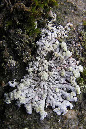 Physcia caesia \ Graue Schwielenflechte / Rosette Lichen, D Feuchtwangen 9.10.2009