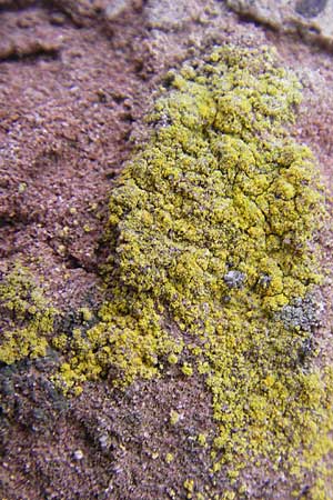 Candelariella reflexa \ Gr&uuml;ne K&ouml;rnchenflechte / Eggyolk Lichen, D Gr&uuml;nstadt 11.10.2009