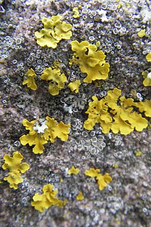 Xanthoria parietina ? \ Gew&ouml;hnliche Gelb-Flechte / Yellow Lichen, D Gr&uuml;nstadt 11.10.2009