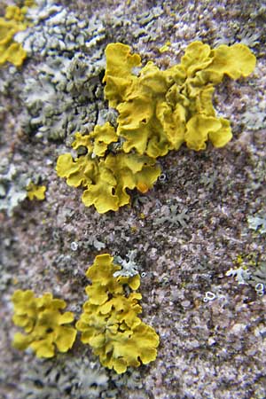 Xanthoria parietina ? \ Gew&ouml;hnliche Gelb-Flechte / Yellow Lichen, D Gr&uuml;nstadt 11.10.2009