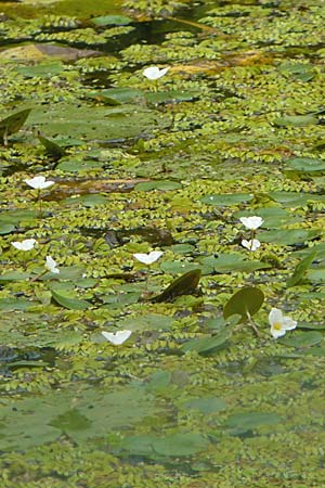 Hydrocharis morsus-ranae \ Froschbiss / Frogbit, D Dettenheim-Russheim 25.8.2008