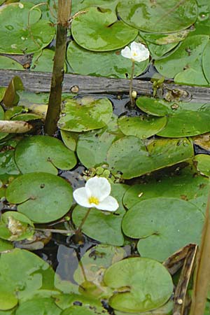 Hydrocharis morsus-ranae \ Froschbiss / Frogbit, D Dettenheim-Russheim 25.8.2008