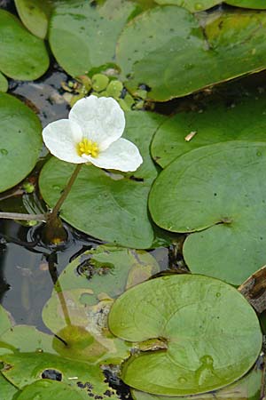 Hydrocharis morsus-ranae \ Froschbiss / Frogbit, D Dettenheim-Russheim 25.8.2008