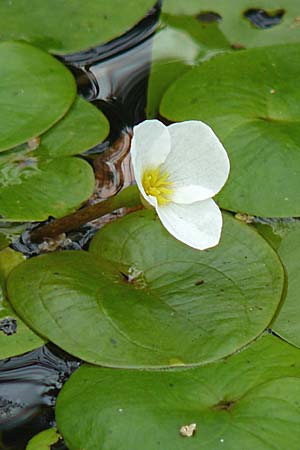 Hydrocharis morsus-ranae \ Froschbiss / Frogbit, D Dettenheim-Russheim 25.8.2008