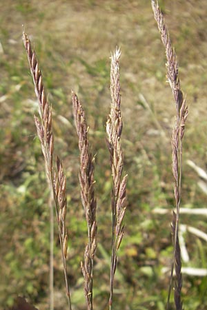 Festuca brevipila \ Raublttriger Schaf-Schwingel / Hard Fescue, D Karlsruhe 7.5.2011