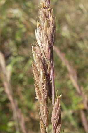 Festuca brevipila \ Raublttriger Schaf-Schwingel / Hard Fescue, D Karlsruhe 7.5.2011