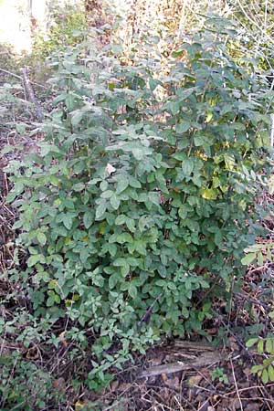 Laburnum anagyroides \ Gewhnlicher Goldregen / Golden Chain, D Ludwigshafen 26.10.2011