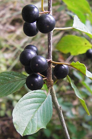 Frangula alnus \ Faulbaum / Alder Buckthorn, D Lorch 31.8.2013