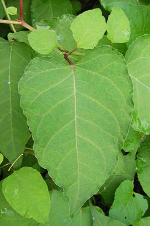 Fallopia x bohemica \ Hybrid-Stauden-Kn&ouml;terich / Hybrid Knodweed, D Mannheim 22.9.2013