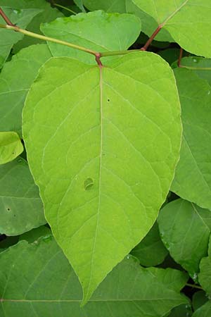 Fallopia x bohemica \ Hybrid-Stauden-Kn&ouml;terich / Hybrid Knodweed, D Mannheim 22.9.2013