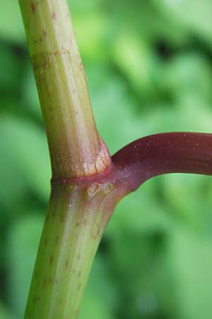 Fallopia x bohemica \ Hybrid-Stauden-Kn&ouml;terich / Hybrid Knodweed, D Mannheim 22.9.2013