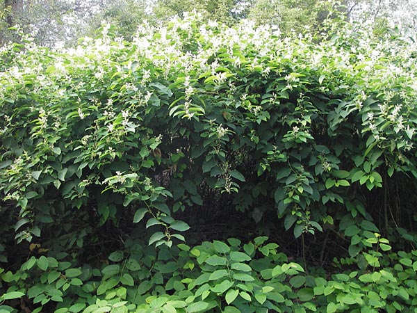 Fallopia x bohemica \ Hybrid-Stauden-Kn&ouml;terich / Hybrid Knodweed, D Mannheim 22.9.2013