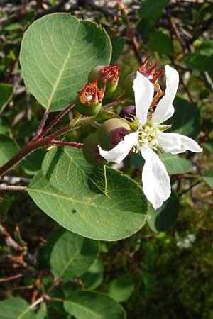 Amelanchier ovalis \ Gewhnliche Felsenbirne / European Service Berry, D Rheinhessen, Wonsheim 17.8.2014
