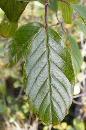 Frangula alnus \ Faulbaum / Alder Buckthorn, D Schwarzwald/Black-Forest, Bühlertal 10.9.2014