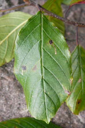 Frangula alnus \ Faulbaum / Alder Buckthorn, D Schwarzwald/Black-Forest, Hornisgrinde 10.9.2014
