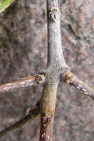 Frangula alnus \ Faulbaum / Alder Buckthorn, D Schwarzwald/Black-Forest, Hornisgrinde 10.9.2014