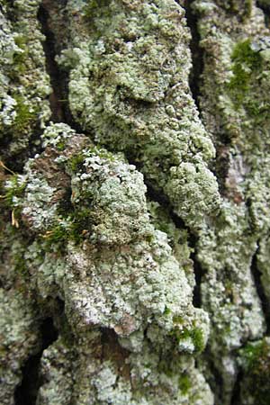 Lecanora conizaeoides ? \ Kuchenflechte / Rim Lichen, D Bad D&uuml;rkheim 11.10.2009