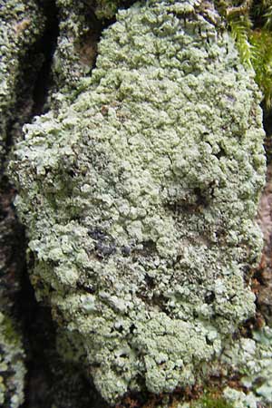 Lecanora conizaeoides ? \ Kuchenflechte / Rim Lichen, D Bad D&uuml;rkheim 11.10.2009
