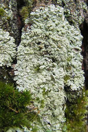 Lecanora conizaeoides ? \ Kuchenflechte / Rim Lichen, D Bad D&uuml;rkheim 11.10.2009
