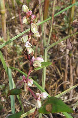 Fallopia convolvulus, Acker-Flügelknöterich, Gemeiner Windenknöterich Fallopia convolvulus, Acker-Flügelknöterich, Gemeiner Windenknöterich