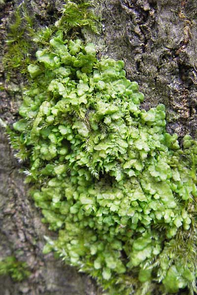 Radula complanata \ Abgeflachtes Kratz-Lebermoos / Even Scalewort, D Bad D&uuml;rkheim 11.10.2009