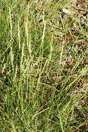 Festuca filiformis \ Haar-Schwingel / Fine-Leaf Sheep Fescue, D Mannheim 20.5.2014
