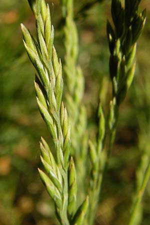 Festuca filiformis \ Haar-Schwingel / Fine-Leaf Sheep Fescue, D Mannheim 20.5.2014