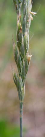 Festuca albensis \ Elbe-Schwingel / Elbe Fescue, D Pfungstadt 29.5.2014