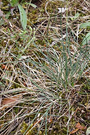 Festuca albensis \ Elbe-Schwingel / Elbe Fescue, D Pfungstadt 29.5.2014