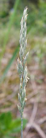 Festuca albensis \ Elbe-Schwingel / Elbe Fescue, D Pfungstadt 29.5.2014