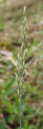 Festuca albensis \ Elbe-Schwingel / Elbe Fescue, D Pfungstadt 29.5.2014