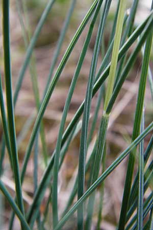 Festuca albensis \ Elbe-Schwingel / Elbe Fescue, D Pfungstadt 29.5.2014
