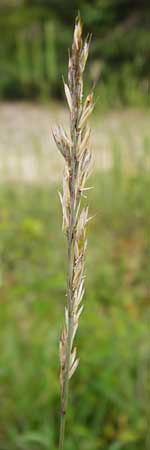 Festuca albensis \ Elbe-Schwingel / Elbe Fescue, D Pfungstadt 29.5.2014