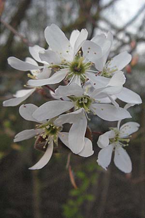 Amelanchier lamarckii \ Kupfer-Felsenbirne / Allegheny Service Berry, D Mannheim 11.4.2007
