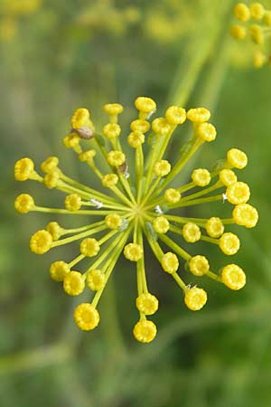 Foeniculum vulgare var. azoricum \ Gemse-Fenchel, Knollen-Fenchel / Florence Fennel, Finocchio, D Groß-Gerau 20.6.2009