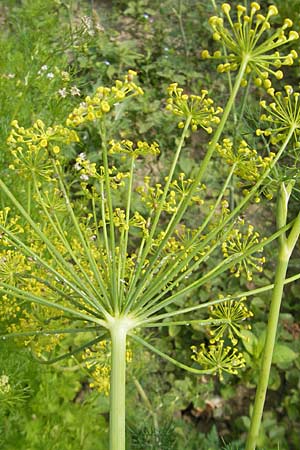 Foeniculum vulgare var. azoricum \ Gemse-Fenchel, Knollen-Fenchel / Florence Fennel, Finocchio, D Groß-Gerau 20.6.2009