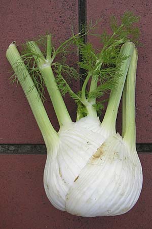 Foeniculum vulgare var. azoricum \ Gemse-Fenchel, Knollen-Fenchel / Florence Fennel, Finocchio, D Mannheim 28.2.2010