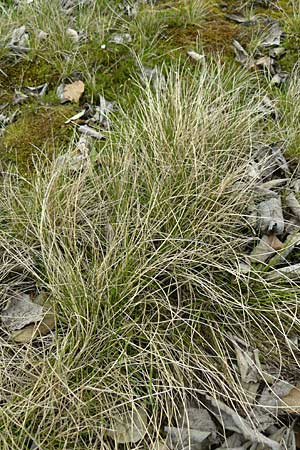 Festuca aquisgranensis \ Galmei-Schaf-Schwingel, Aachener Galmei-Schwingel / Calaminarian Fescue, D Warburg 26.4.2014