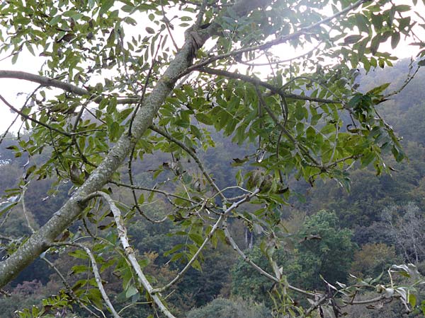 Fraxinus excelsior \ Gewhnliche Esche / Ash, D Zwingenberg am Neckar 6.10.2014