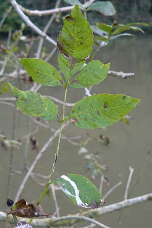 Fraxinus excelsior \ Gewhnliche Esche / Ash, D Zwingenberg am Neckar 6.10.2014