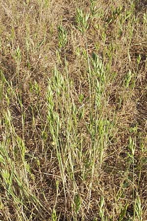 Bromus hordeaceus agg. \ Weiche Trespe / Soft Brome, D Reilingen 12.5.2011