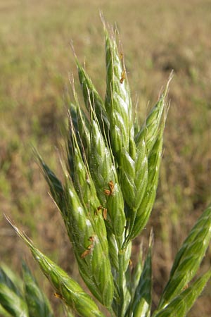 Bromus hordeaceus agg. \ Weiche Trespe / Soft Brome, D Reilingen 12.5.2011