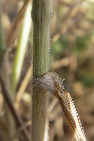 Bromus hordeaceus agg. \ Weiche Trespe / Soft Brome, D Reilingen 12.5.2011