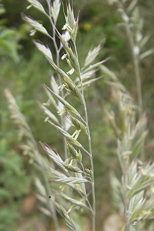 Festuca rhenana ? \ Rheinischer Schwingel / Rhenish Fescue, D Idar-Oberstein 14.5.2011